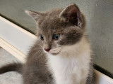 Disponible à l'adoption : chatonne de 3 mois