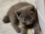 En attente d'adoption : chaton Chartreux mâle gris
