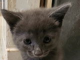 En attente d'adoption : chaton Chartreux mâle gris
