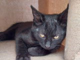 Chaton mâle noir disponible à l’adoption
