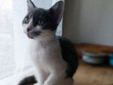 Chatonne gris et blanc à la recherche d’un foyer