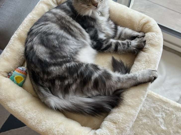 Chat adulte de race Norvégien à vendre