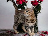 Chat Bengal Triple Champion disponible pour saillie
