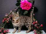 Chat Bengal Triple Champion disponible pour saillie