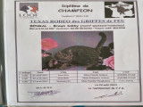 Chat Bengal Triple Champion disponible pour saillie