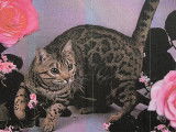 Chat Bengal Triple Champion disponible pour saillie