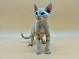 Sublime chaton Devon rex à vendre