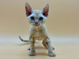 Sublime chaton Devon rex à vendre