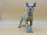 Sublime chaton Devon rex à vendre