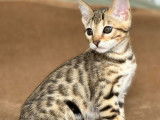Chaton femelle Bengal Brown de 12 semaines