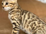 Chaton femelle Bengal Brown de 12 semaines