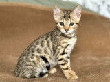 Chaton femelle Bengal Brown de 12 semaines