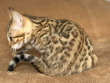 Chaton femelle Bengal Brown de 12 semaines