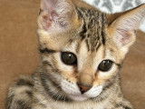 Chaton femelle Bengal Brown de 12 semaines