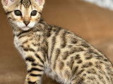 Chaton femelle Bengal Brown de 12 semaines