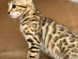 Chaton femelle Bengal Brown de 12 semaines