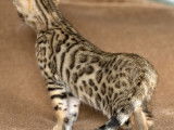 Chaton femelle Bengal Brown de 12 semaines