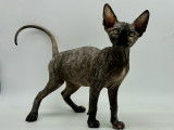 Magnifique chatonne Sphynx à vendre