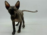 Magnifique chatonne Sphynx à vendre