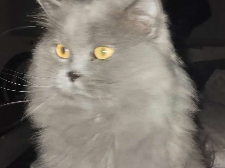 Chatons British Shorthair à vendre