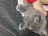 Chatons British Shorthair &agrave; vendre