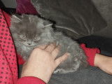 Chatons British Shorthair &agrave; vendre