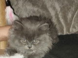 Chatons British Shorthair &agrave; vendre