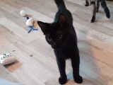 Quehops, chaton mâle à adopter