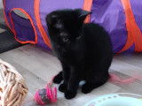 Quehops, chaton mâle à adopter