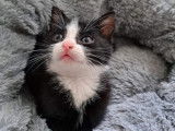 En quête d'un foyer : chaton mâle de 2 mois