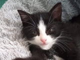 En quête d'un foyer : chaton mâle de 2 mois
