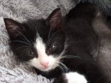 En quête d'un foyer : chaton mâle de 2 mois