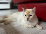 Adoption disponible : chatte roux et blanc