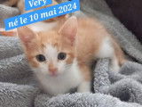À la recherche d’un foyer : chaton mâle de 2 mois
