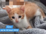 À la recherche d’un foyer : chaton mâle de 2 mois