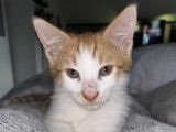 À adopter : chaton mâle roux et blanc