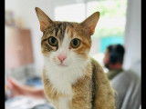 Disponible à l'adoption : chatte de 4 ans