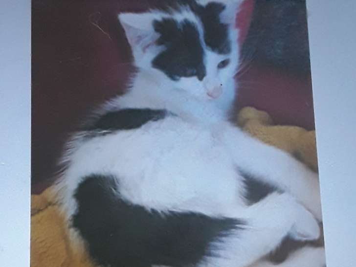 À la recherche d'un foyer : chaton mâle noir et blanc