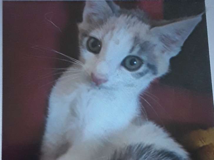 À adopter, chaton femelle de 4 mois