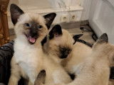 Chatons Siamois seal point à vendre