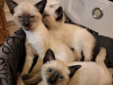 Chatons Siamois seal point à vendre