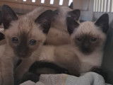 Chatons Siamois seal point à vendre