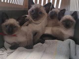 Chatons Siamois seal point à vendre