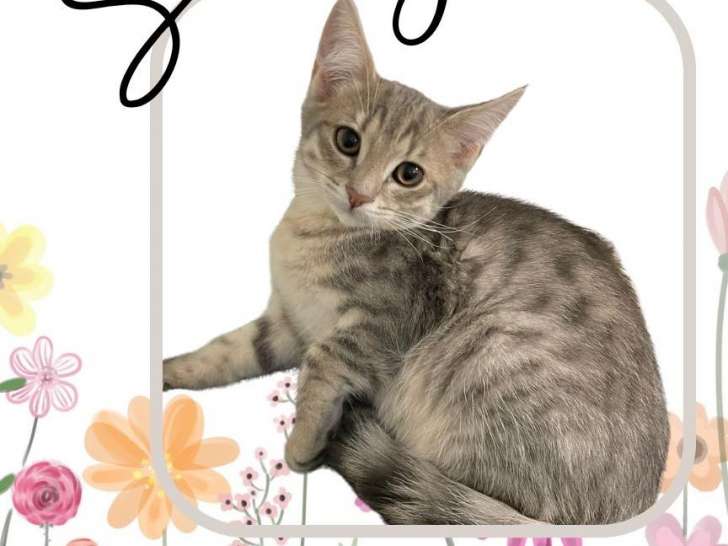 À la recherche d’une famille, chaton mâle de 4 mois