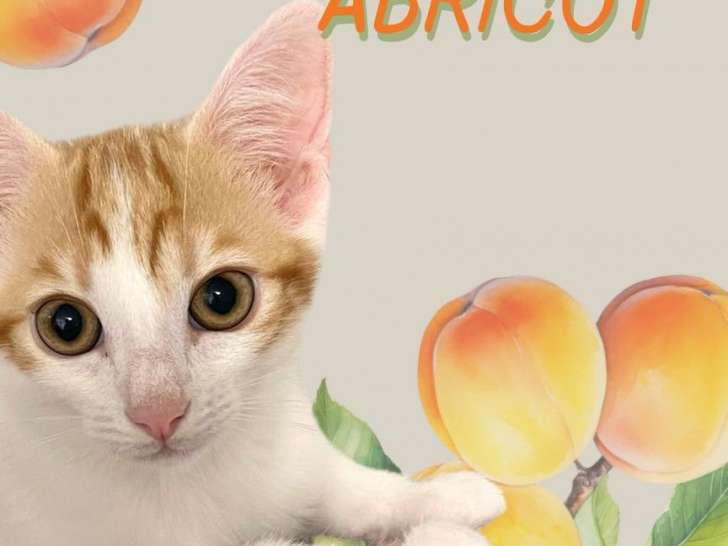 Chaton de 4 mois à adopter