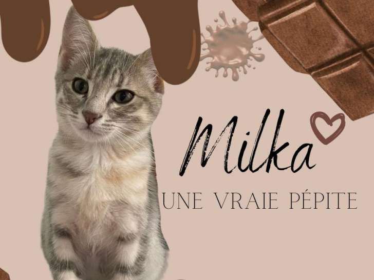 Chatonne de 4 mois disponible à l'adoption