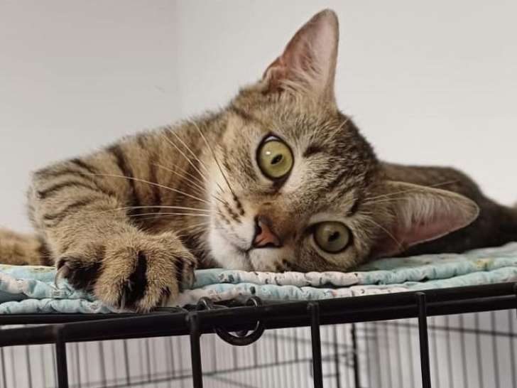 Chatte d'un an en attente d'adoption