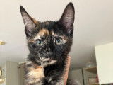 À adopter : chatonne de 3 mois