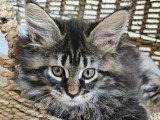 8 chatons Maine Coons LOOF disponibles à la vente