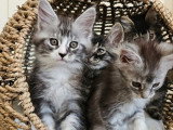 8 chatons Maine Coons LOOF disponibles à la vente